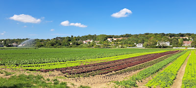 Maraîcher Dutorte à Le Mesnil-le-Roi