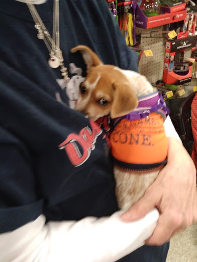 Pet Supply Store «PetSmart», reviews and photos, 6060 Long Prairie Rd, Flower Mound, TX 75028, USA