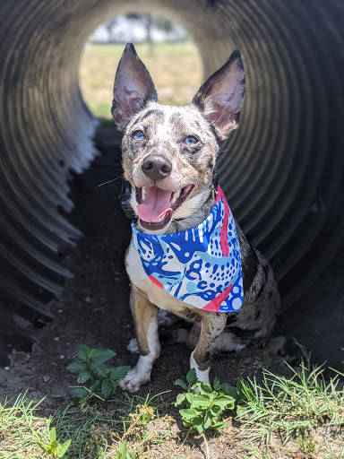 Dog Park «Achieva Paw Park», reviews and photos, 1659 Virginia St, Dunedin, FL 34698, USA