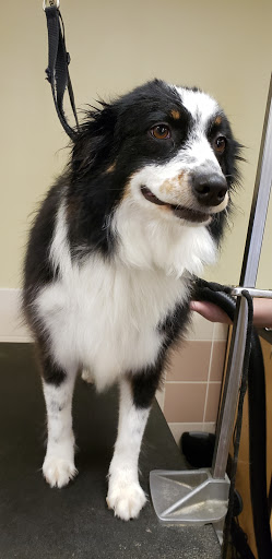 Pet Supply Store «Petco Animal Supplies», reviews and photos, 239 Newburyport Turnpike, Topsfield, MA 01983, USA