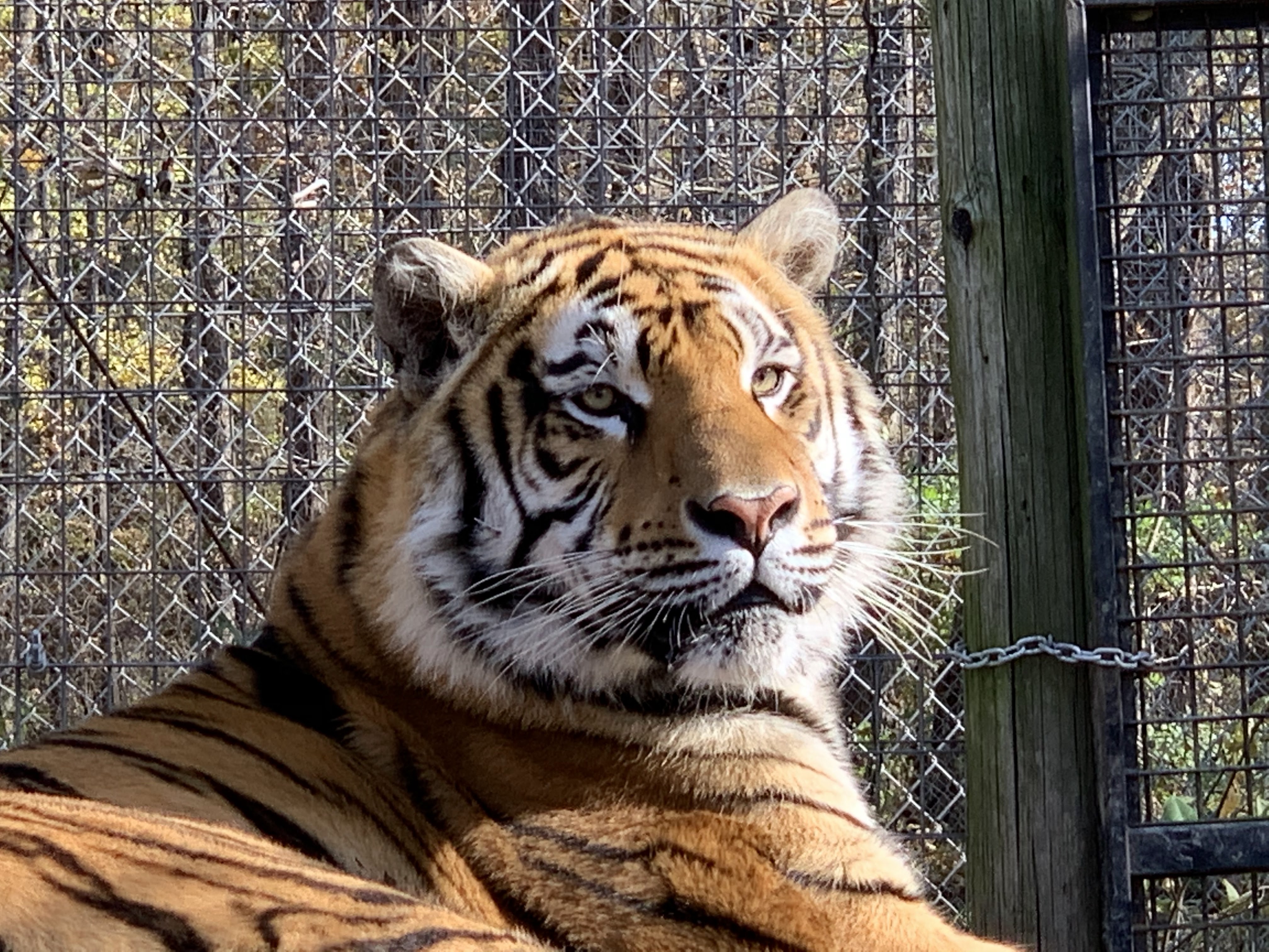 Picture of a place: Exotic Feline Rescue Center