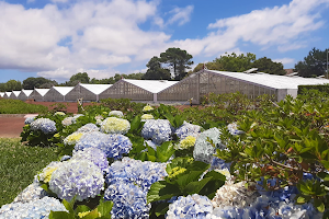 Plantação de Ananás dos Açores image