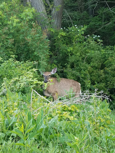 Golf Resort «Speidel Golf Club at Oglebay Resort», reviews and photos, 465 Lodge Drive, Wheeling, WV 26003, USA