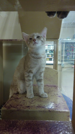 Pet Supply Store «PetSmart», reviews and photos, 2101 Elmwood Ave, Buffalo, NY 14207, USA