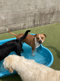 BARK! Doggie Daycare + Hotel + Spa - Photo 6 - Car repair in Denver, CO, Lakewood