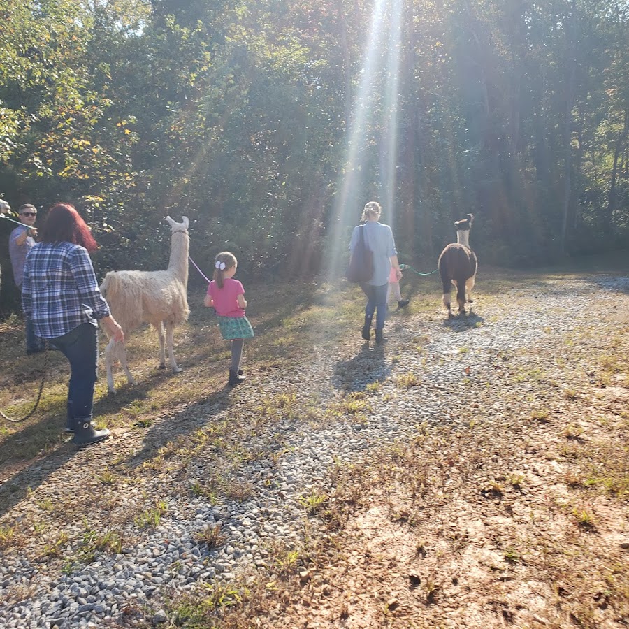 Llamas on the Loose Farm - by appointment only