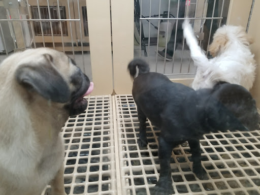 Pet Supply Store «Pet Supermarket, Inc.», reviews and photos, 9294 Kingston Pike, Knoxville, TN 37922, USA
