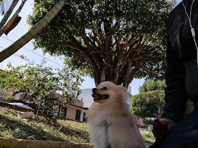 Adiestramiento canino deportivo de Xalapa