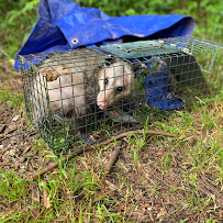 Beekman's Wildlife Control - Photo 2 - Car repair in , Longview