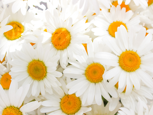 Florist «Country Garden Florist», reviews and photos, 9559 US-42, Prospect, KY 40059, USA