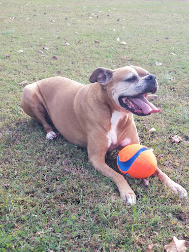 Pet Supply Store «Care-A-Lot Pet Supply Indian River», reviews and photos, 5457 Indian River Rd, Virginia Beach, VA 23464, USA