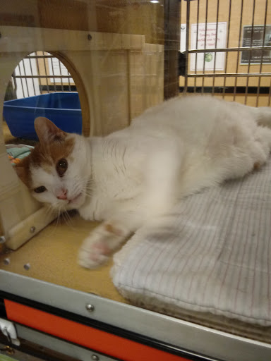 Pet Supply Store «PetSmart», reviews and photos, 1232 Hooper Ave, Toms River, NJ 08753, USA