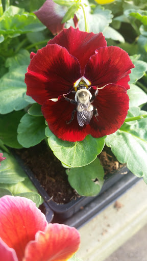 Garden Center «Pike Nurseries», reviews and photos, 615 W Crossville Rd, Roswell, GA 30075, USA