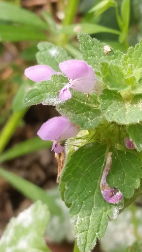 Nature Preserve «Clyde Shepherd Nature Preserve», reviews and photos, 2580 Pine Bluff Dr, Decatur, GA 30033, USA