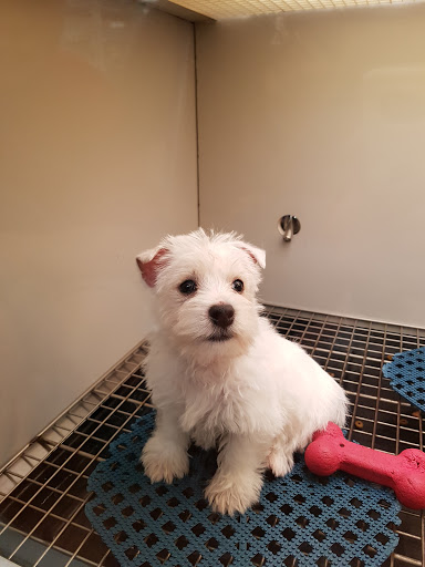 Pet Store «The Pet Pad», reviews and photos, 1239 NW Maynard Rd, Cary, NC 27513, USA