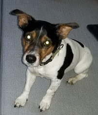 Pet Care By Amber - Photo 8 - Car repair in , New Bedford