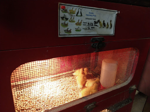 Pet Store «Douglas Feed & Pet Supply», reviews and photos, 5460 Douglas Blvd, Granite Bay, CA 95746, USA