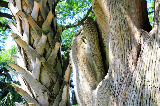 History Museum «Kaminski House Museum», reviews and photos, 1003 Front St, Georgetown, SC 29440, USA