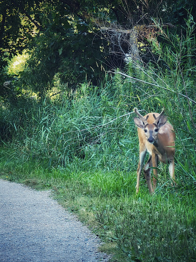 Nature Preserve «Westwood Hills Nature Center», reviews and photos, 8300 W Franklin Ave, St Louis Park, MN 55426, USA