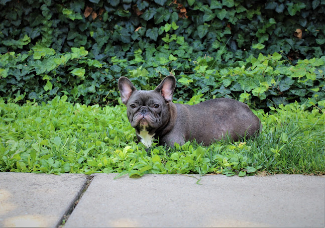 Nyitvatartás: Dominator Bulls Kennel-Francia Bulldog Kennel