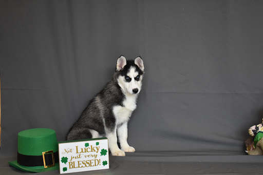 Pet Store «Puppy City», reviews and photos, 3343 Valley Pike, Winchester, VA 22602, USA