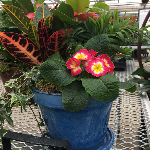 Garden Center «Lowes Greenhouse, Florist & Gift Shop», reviews and photos, 16540 Chillicothe Rd, Chagrin Falls, OH 44023, USA