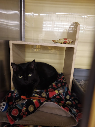 Pet Supply Store «PetSmart», reviews and photos, 5336 Westpointe Plaza Drive, Columbus, OH 43228, USA