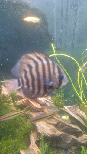 Pet Store «Specialty Pets», reviews and photos, 3 Bank St, Nitro, WV 25143, USA