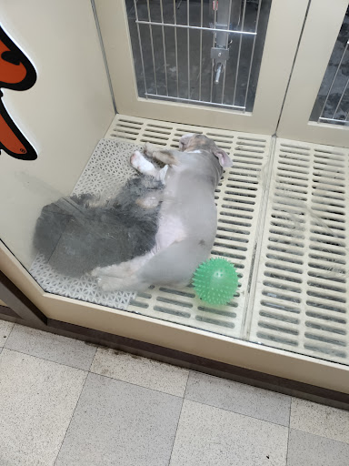 Pet Store «Petland», reviews and photos, 351 Diederich Blvd, Ashland, KY 41101, USA