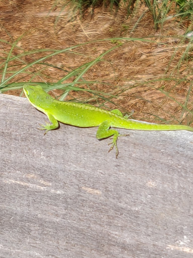 Tourist Attraction «Vickery Creek Falls Roswell Mill», reviews and photos, 95 Mill St, Roswell, GA 30075, USA
