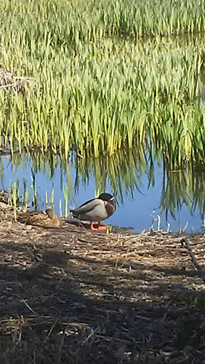 Park «Stringfield Family Park», reviews and photos, 3614 SE Naef Rd, Milwaukie, OR 97267, USA