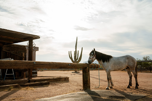 Superstition Stables Horse Boarding