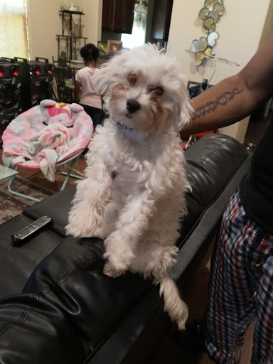 Pet Supply Store «PetSmart», reviews and photos, 4045 Dowlen Rd, Beaumont, TX 77706, USA