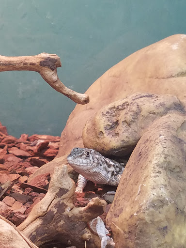 Pet Supply Store «Premier Pet Supply», reviews and photos, 15399 Merriman Rd, Livonia, MI 48154, USA