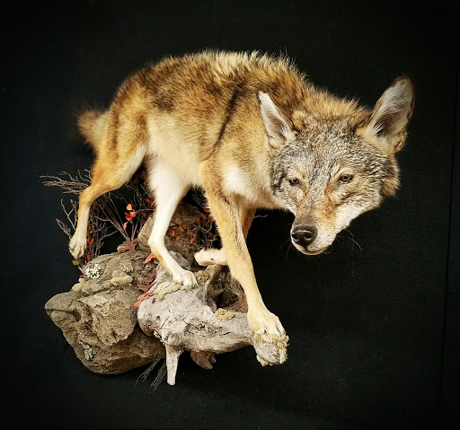 Taxidermist «HighPoint Taxidermy And Outfutters», reviews and photos, 14860 OH-13, Thornville, OH 43076, USA