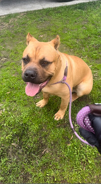 AutumnsBoardnTrainLLC - Photo 3 - Car repair in , Modesto