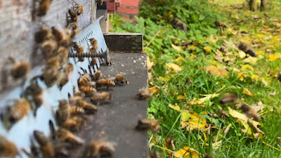 Les Abeilles Heureuses (Guillaume Nourissier) à Prosnes