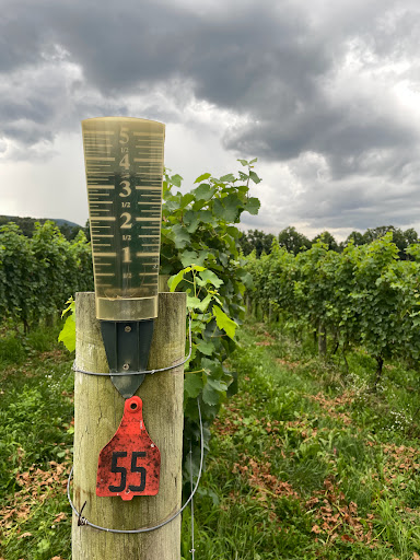 Vineyard «Muse Vineyards», reviews and photos, 16 Serendipity Ln, Woodstock, VA 22664, USA