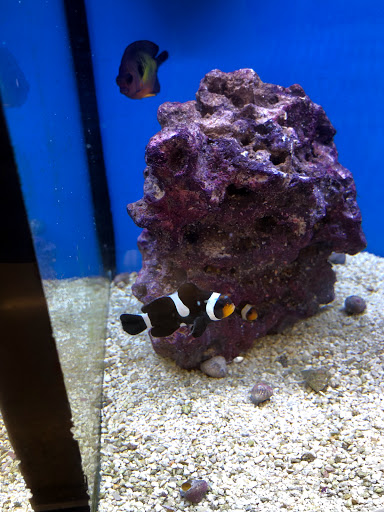 Pet Supply Store «Petco Animal Supplies», reviews and photos, 675 Deis Dr i, Fairfield, OH 45014, USA