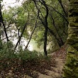 Bosco della Cernizza