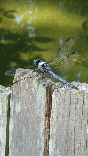 Tourist Information Center «Woodlands Nature Station», reviews and photos, 3146 Silver Trail Rd, Cadiz, KY 42211, USA