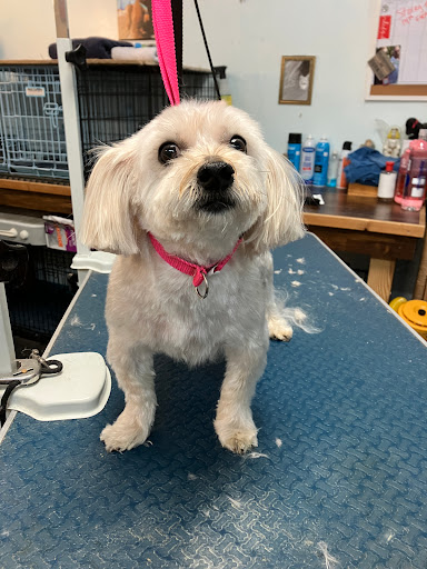 Fur On The Floor Dog Grooming