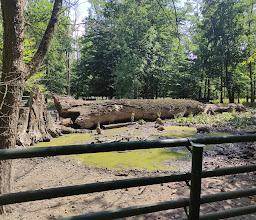 Wildschweingehege photo