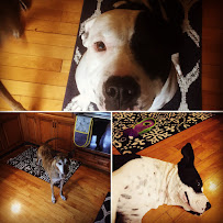 Jenny Loving Care Pet Sitting LLC - Photo 7 - Car repair in , Appleton