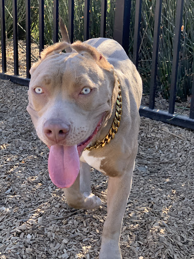 Pet Supply Store «Bully Zone Pet Supplies & Pet Grooming», reviews and photos, 1409 McCarter Hwy, Newark, NJ 07104, USA