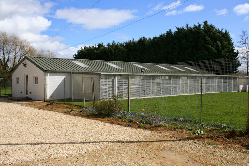 Border collie kennels Swindon