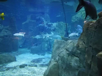 Aquarium Florya