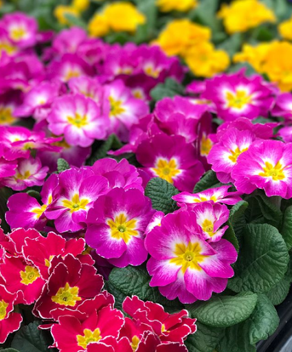 Hardware Store «Johnsons Home & Garden», reviews and photos, 26625 Maple Valley Black Diamond Rd SE, Maple Valley, WA 98038, USA