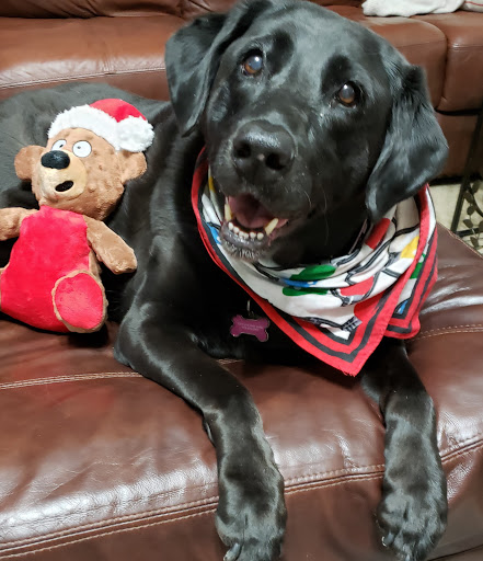 Aubrey Animal Medical Center