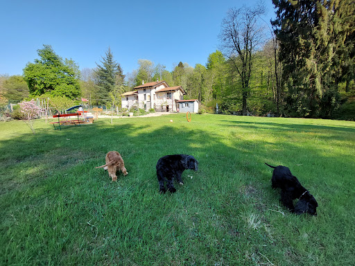 Pensioni per cani e dog hotel a Dream Dog Resort